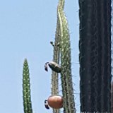 Praecereus euchlorus ssp. amazonicus PLL MCA IMG-20181231.jpg